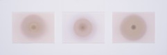 Lumière fixée - tryptique 3 - 1/1, 2014
