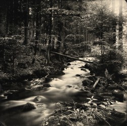 Magel, printemps light - 1/1, 2023