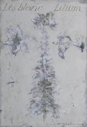 Lilium lys blanc, 2019