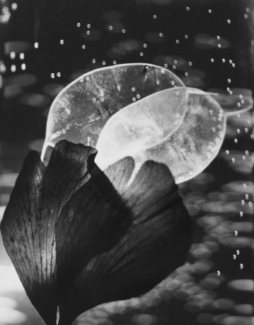 Jardins invisibles - n° 1/5, 2021 - HUGUES_BERTRAND_7