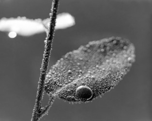 Jardins invisibles - n° 1/5, 2022