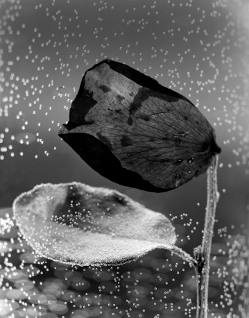 Jardins invisibles - n° 1/5, 2022 - HUGUES_BERTRAND_9