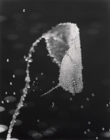 Jardins invisibles - n° 1/5, 2022 - HUGUES_BERTRAND_10