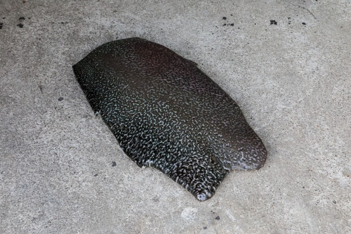 Areshima noir - DEJONGHE_BERNARD_221