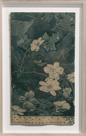 Anémone - Anemone hupehensis on anemone paper, 2024 - BARATIER_PARME_4