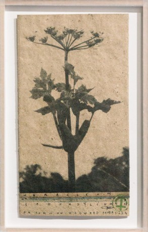 Berce - heracleum sphondylium on heracleum paper, 2024 - BARATIER_PARME_5