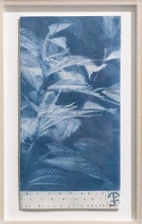 Bohemeria - bohemeriasieboldi en bohemiria paper, 2024r, 2024