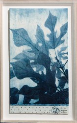 Broussonetia - Broussonetia papyrifera on broussonetia paper, 2024