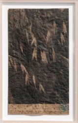 Fausse avoine - avena fatua on avena paper, 2024