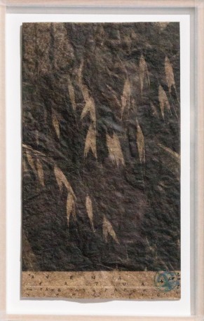 Fausse avoine - avena fatua on avena paper, 2024 - BARATIER_PARME_11