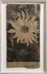 Helianthus on helianthus paper, 2024