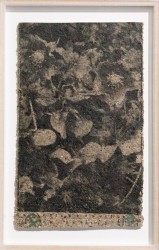 Hellebore - helleborus orientalis en helleborus paper, 2024