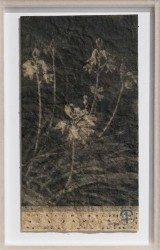 Hyacinthes - Hyacinthoïdes hispanica on hyacinthoïde paper, 2024