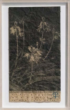 Hyacinthes - Hyacinthoïdes hispanica on hyacinthoïde paper, 2024 - BARATIER_PARME_15