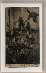 Iris - Iris corner on iris paper, 2024