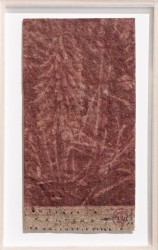 Kniphofia, Kniphofia tritotoma on Kniphofia paper, 2024