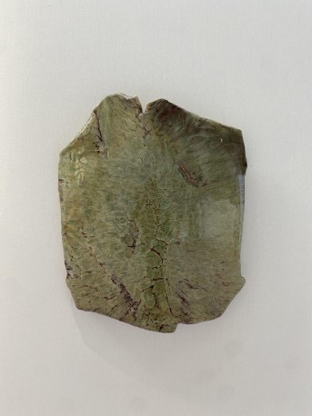 Sabot de diable - DEJONGHE_BERNARD_225