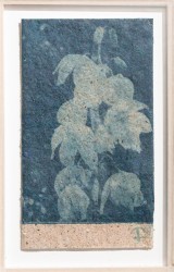 Yucca - Yucca gloriosa on yucca paper, 2024