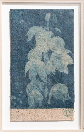 Yucca - Yucca gloriosa on yucca paper, 2024 - BARATIER_PARME_24
