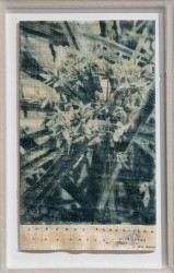 Cyperus papiyrifera sur papyrus, 2020