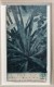 Agave sisalane - physical garden London, 2019 - 2023