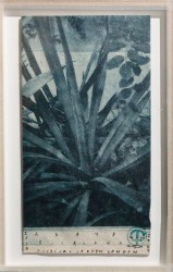 Agave sisalane - physical garden London, 2019 - 2023