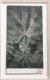 Tetrapanax papyfera on rice paper, 2023
