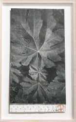 Tetrapanax papyfera on rice paper, 2023