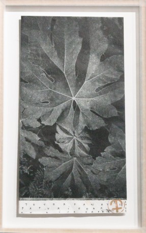 Tetrapanax papyfera on rice paper, 2023 - BARATIER_PARME_34