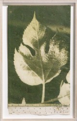Broussonetia papyfera sur papier de feuille de mûrier d'Esp, 2020