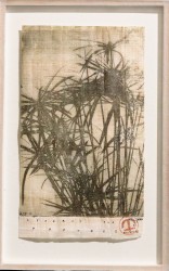 Cyperus sur papyrus, 2016