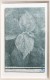 Bohemeria nivea on ramie paper, 2016