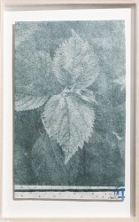 Bohemeria nivea on ramie paper, 2016