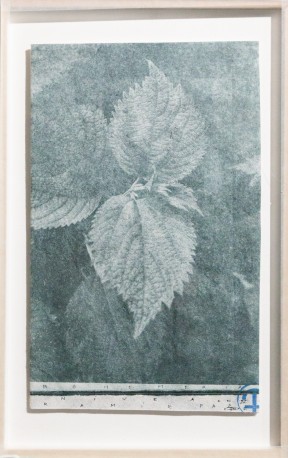 Bohemeria nivea on ramie paper, 2016 - BARATIER_PARME_38