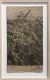 Zea mays on corn paper, 2023