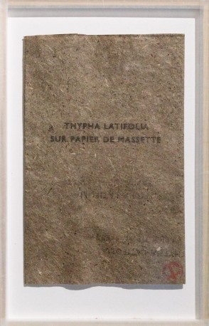 Tipha latifolia sur papier de massette - BARATIER_PARME_50