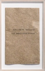 Macleya cordata sur bocconie corde