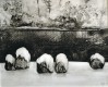 Capuchons de neige, 2025