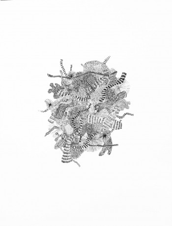 FM9 - Histoire naturelle, 2026 - TEXEDRE_COCO_328