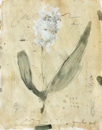 Sanseveria - GORODINE_ALEXIS_916