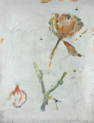 Tulipe