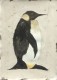 Grand pingouin