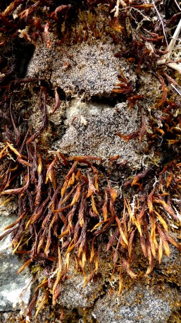 MOLLARD Claude - Le Chaman barbu, 2009, Machu Pichu, Pérou - MOLLARD_CLAUDE_142
