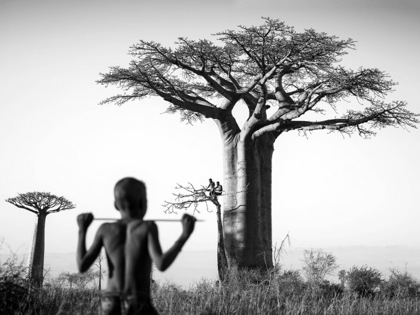 Baobabs - n° 1/15 - PIERROT_MEN_183