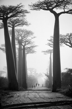 Allée de baobabs, Marondava, 2012 - PIERROT_MEN_200cde