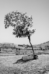 Sieste paysanne, Ambohimahasoa, Madagascar, n° 1/30 - 2019