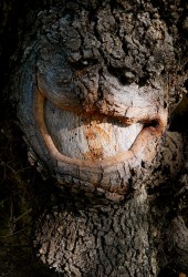 L'ogre débonnaire. Sur l'arbre du chemin, Sisteron, 2019 - n° 1/3