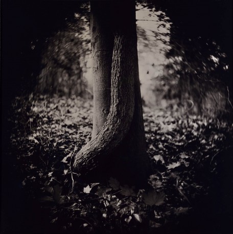 Arbre III, n° 2/8 (2021) - ANTOINE_ERIC_28