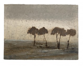 Cinq arbres très tôt le matin (septembre 2014)
