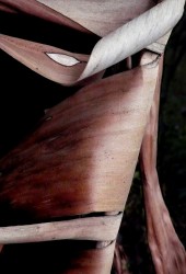 Visage étrange issu de feuilles de bananier séché, Brésil - n° 1/3